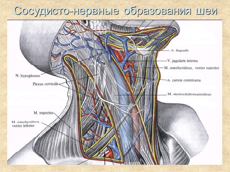 Сосудисто-нервные образования шеи
